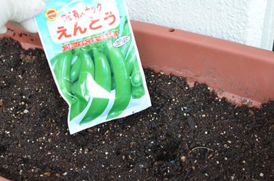 北海道でえんどう豆のプランター栽培 種まきの方法 北海道のベランダ菜園 ままちむの畑