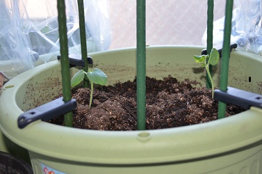 おくらの苗の植え方 ２本仕立て 北海道のベランダ菜園 ままちむの畑