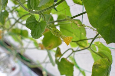 花が咲かないキワーノ 北海道のベランダ菜園 ままちむの畑