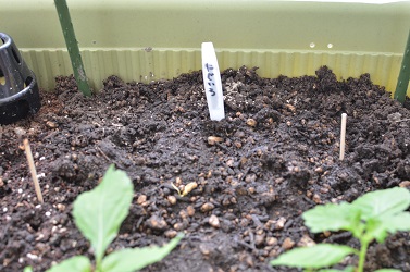 ベランダ菜園で 北海道の秋蒔き野菜 北海道のベランダ菜園 ままちむの畑