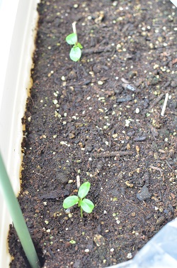 パパイヤ栽培 種まきから開花 実がなるまで 発芽 北海道のベランダ菜園 ままちむの畑