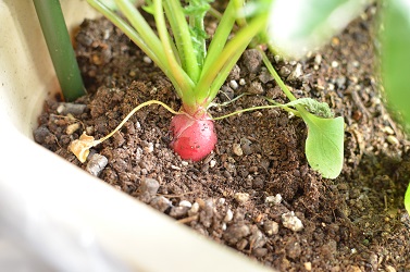 ラディッシュ はつか大根 北海道のベランダ菜園 ままちむの畑