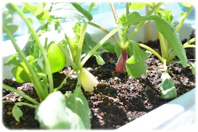 ラディッシュ はつか大根 北海道のベランダ菜園 ままちむの畑