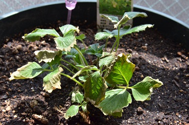 プランター栽培のワイルドストロベリー いちご 肥料やけ と対策 北海道のベランダ菜園 ままちむの畑