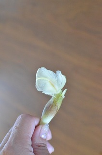 北海道でみょうがの育て方 北海道のベランダ菜園 ままちむの畑